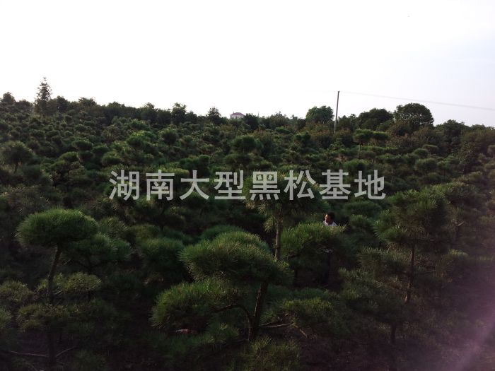  ձ ɻ Ϻ L(zhng)ɳкI(mi) ͺ