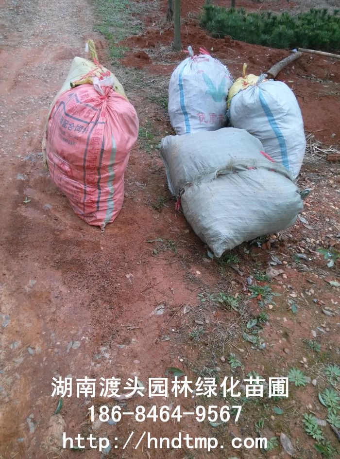 湖南丹桂批發(fā) 湖南丹桂批發(fā)